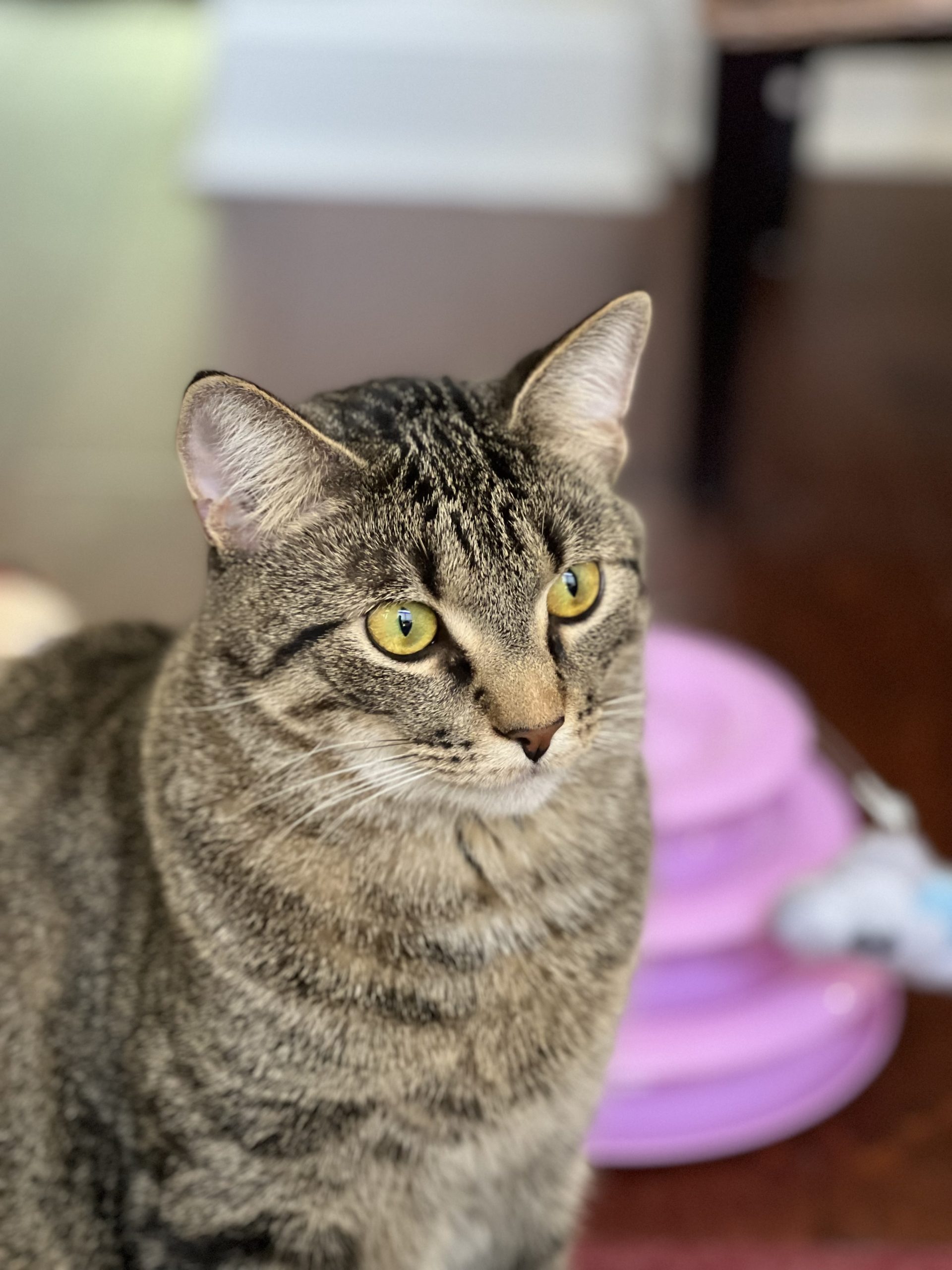 Maison Du Claude - Image 3